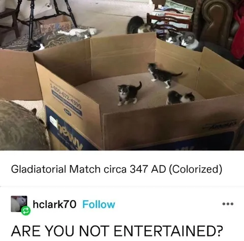 Gladiatorial Kitten Match