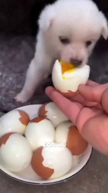 Восемь продуктов для собак