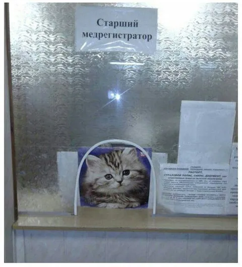 Старший медрегистратор-кот
