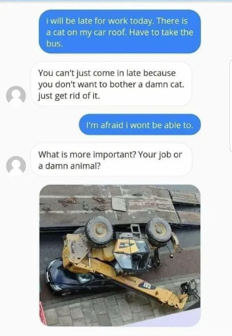 Cat on the Car Roof Excuse