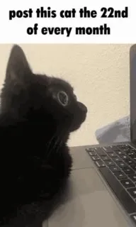 Cat on the 22nd
