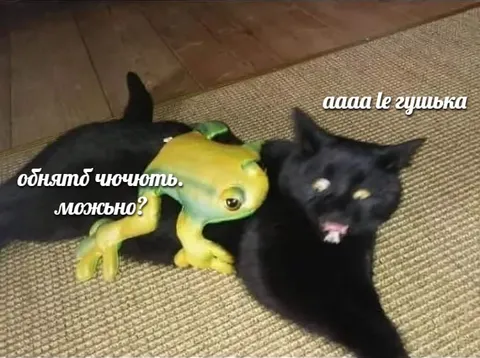 Кот не хочет обниматься