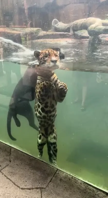 Ягуар уходит под воду