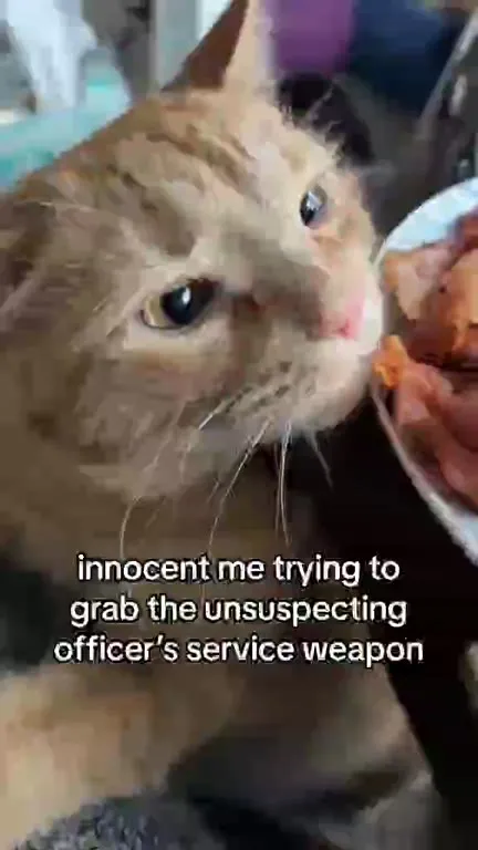 Innocent Cat Reaches for the Weapon