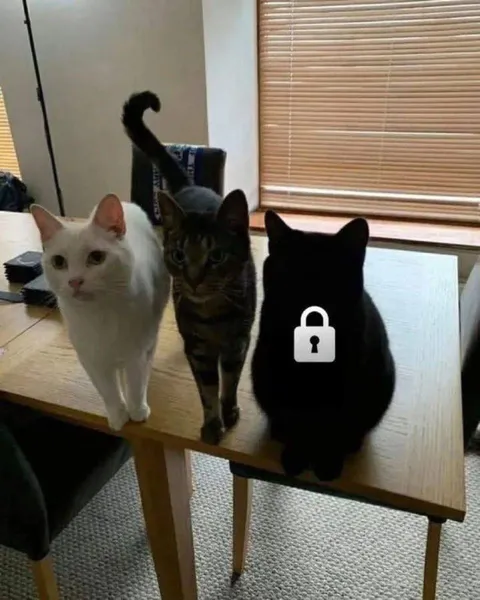Три кота и секрет