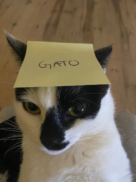 GATO en la cabeza