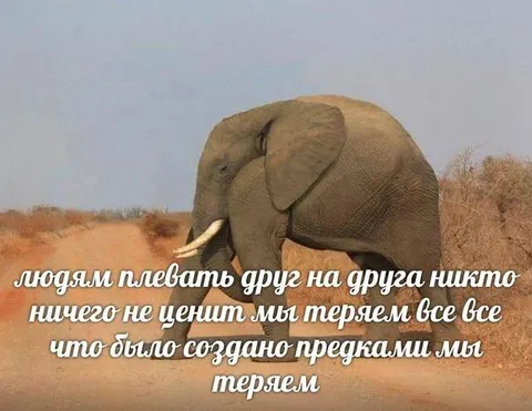 Слон на дороге и безразличие