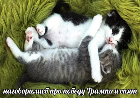 Котята после разговоров о Трампе