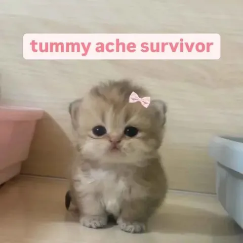 Tiny Tummy Ache Survivor