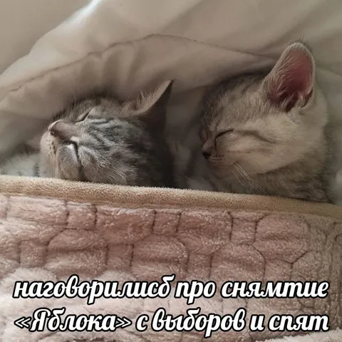 Котята обсудили выборы и уснули