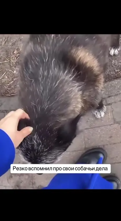 Собака вспомнила свои дела