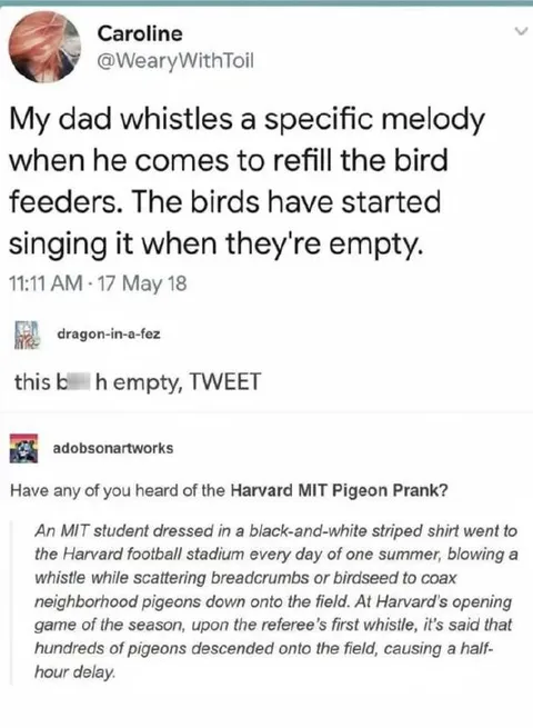 Birds Sing for Empty Feeders
