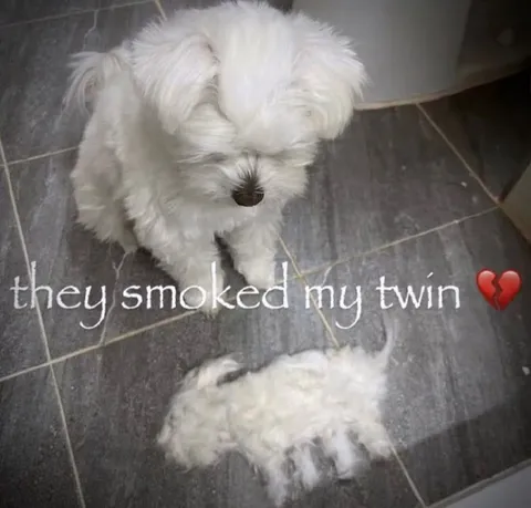 They Smoked My Twin