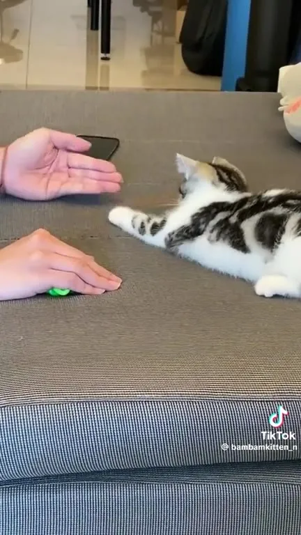 Кот играет в ладушки