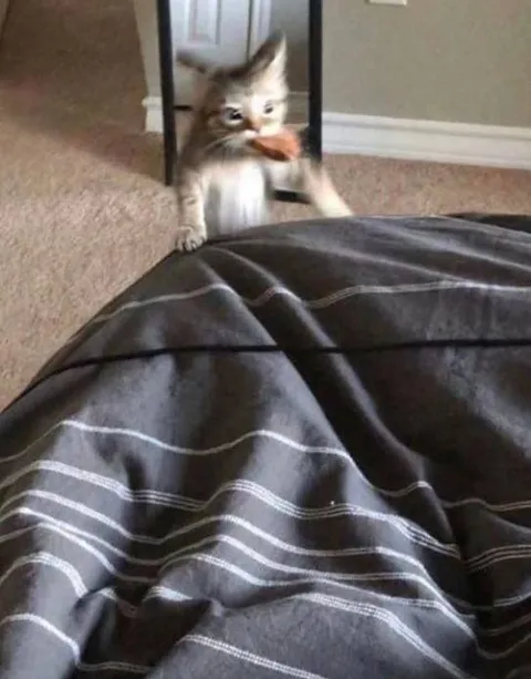 Кот крадёт одеяло