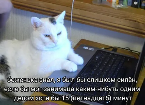 Кот не может сосредоточиться