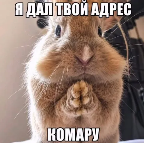 Кролик дал адрес комару