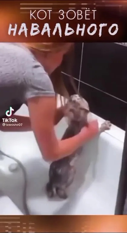 Кот зовёт Навального