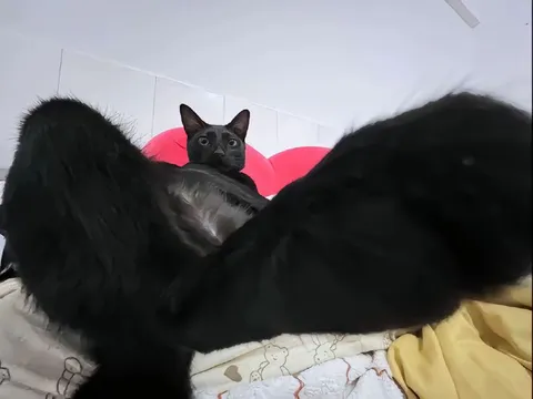 Кот за пушистым препятствием