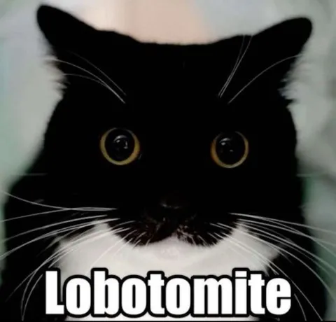 Lobotomite Cat Stare