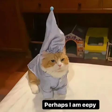 Perhaps I Am Eepy Cat