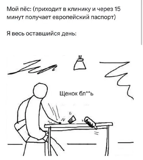 Щенок получает европейский паспорт