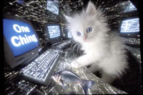 One Chimp Cat at Computer