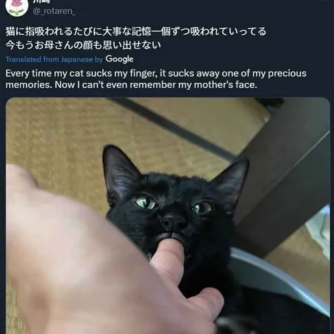 猫に記憶を吸われる