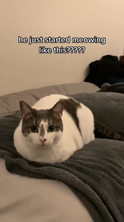 Cat Roars Instead of Meowing