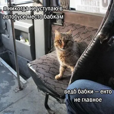 Кот занял место в автобусе