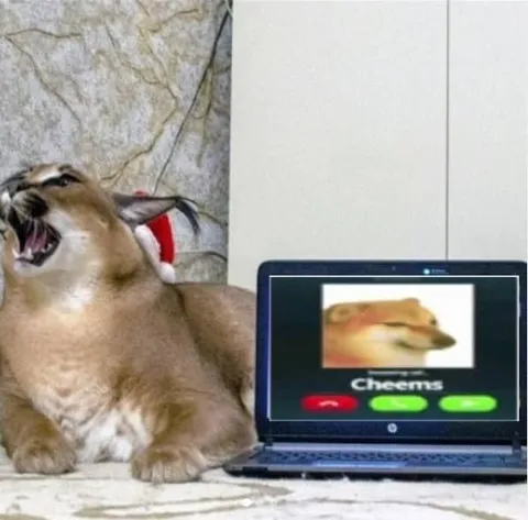 Angry Cat Calls Cheems
