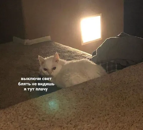 Кот плачет при свете