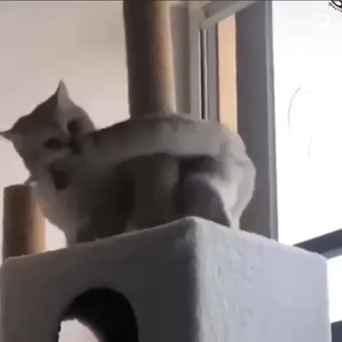 Кот выполняет невыполнимую миссию