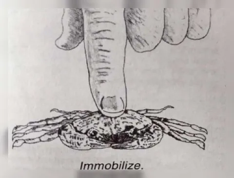 Immobolize the Crab