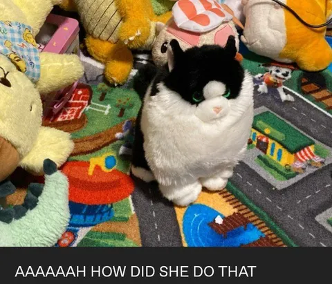 How Did She Do That Cat