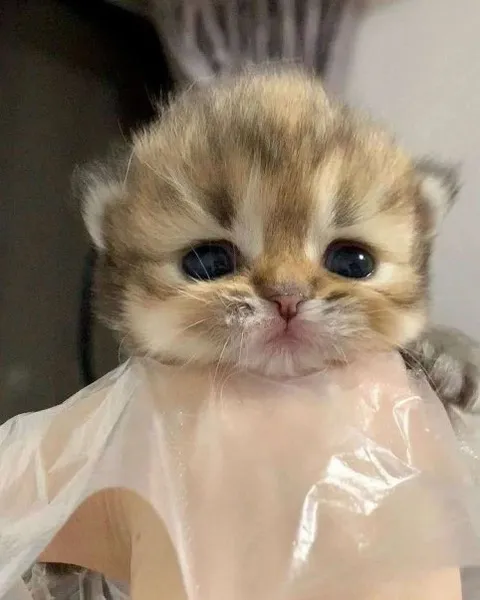 Котёнок в слюнявчике