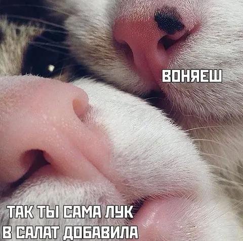Кот обвиняет в запахе лука