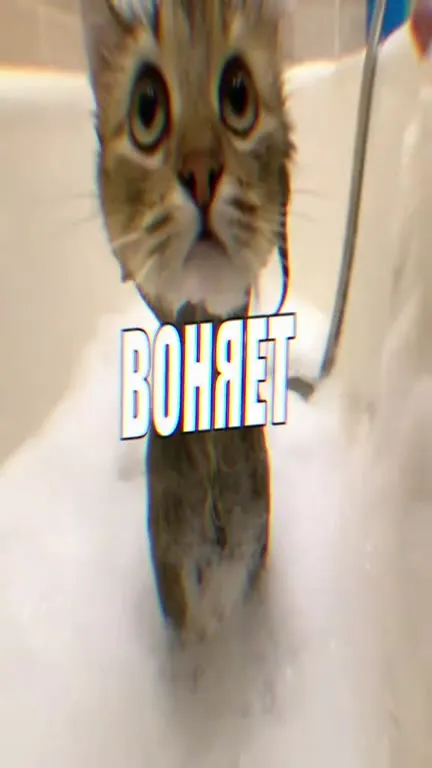 Мокрый кот не хочет мыться
