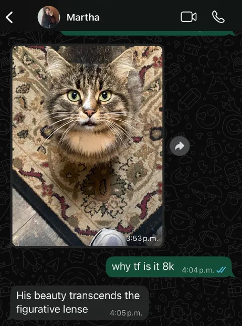 Cat Beauty Costs 8K