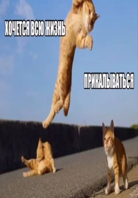 Хочется всю жизнь прикалываться
