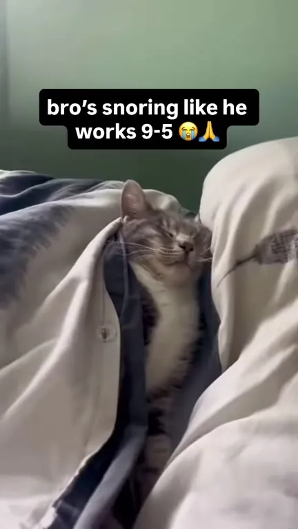 Cat Snores Like It Works 9-5