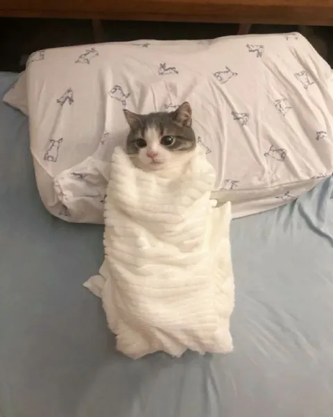 Кот, завернутый как буррито
