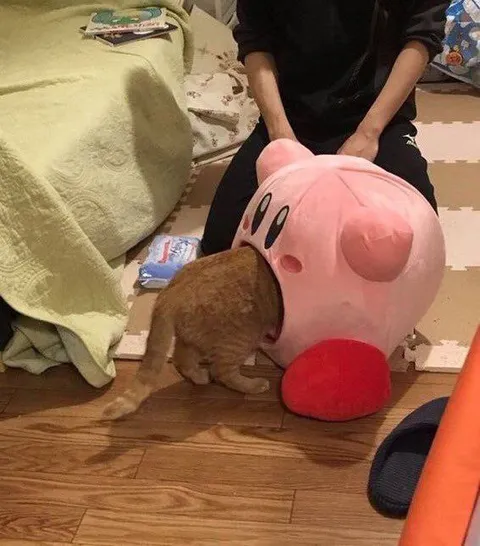 Кот прячется в Кирби