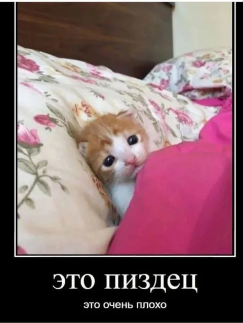 Это пиздец котёнок