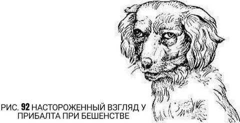 Настороженный взгляд у прибалта