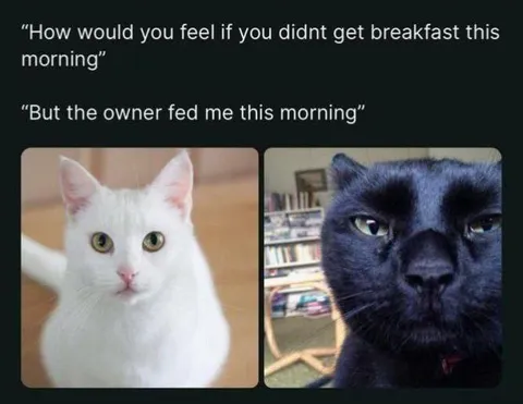 Cat Misses Breakfast Reaction