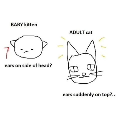 Baby Kitten Versus Adult Cat