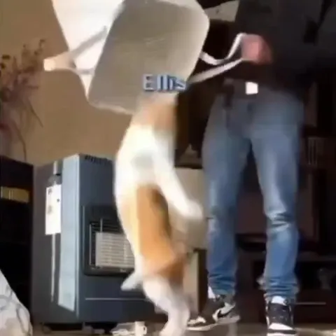 Cat Chaos Compilation