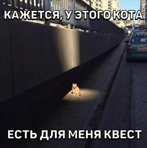У кота есть квест