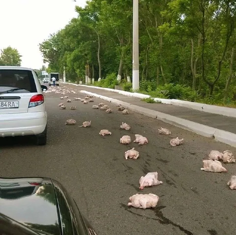 Куриный дождь на дороге